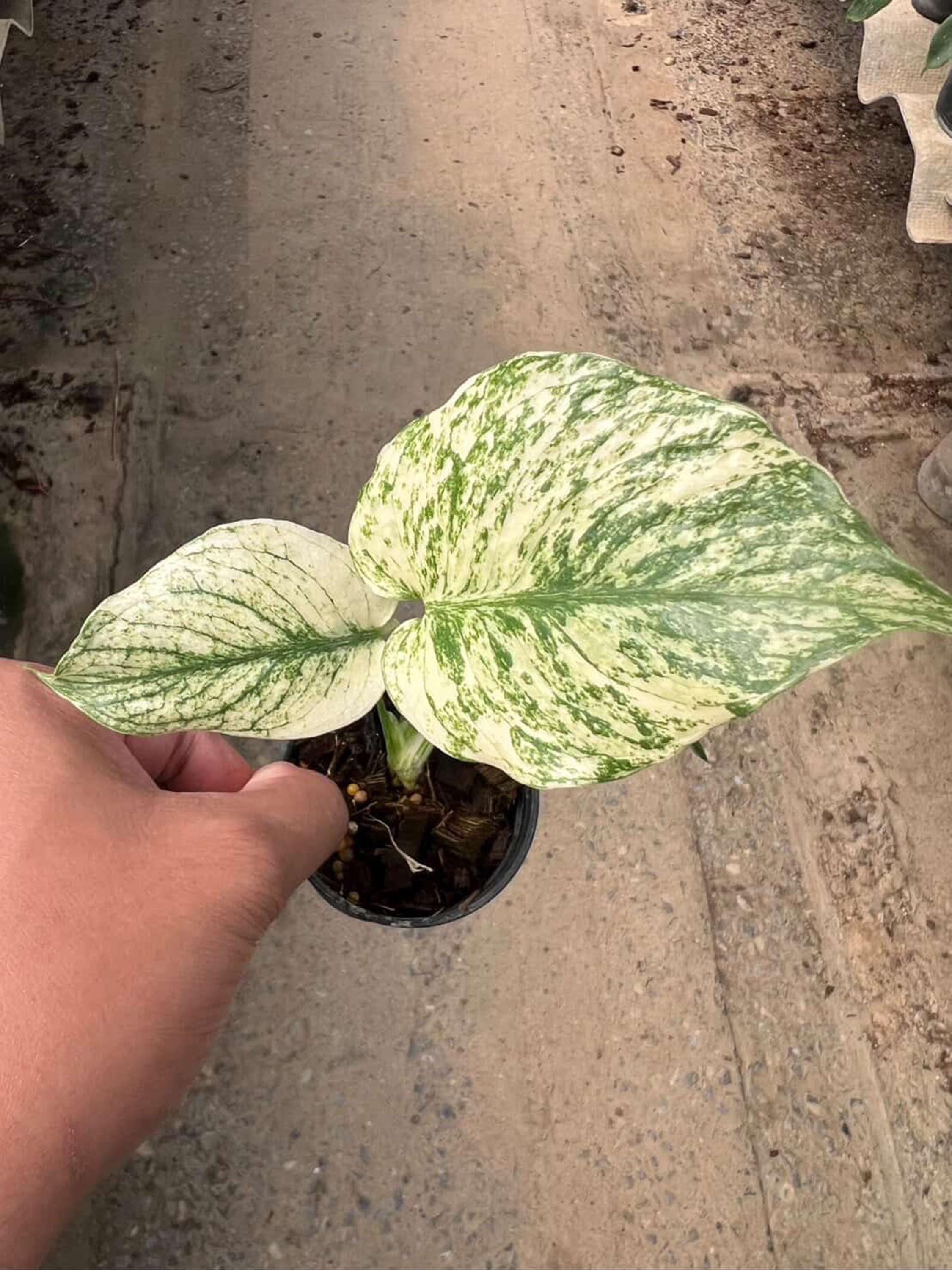 'Mint deliciosa Monstera 斑入りモンステラデリショーサミント Tricolor' ミント モンステラデリシオーサ モンステラ・ポトス