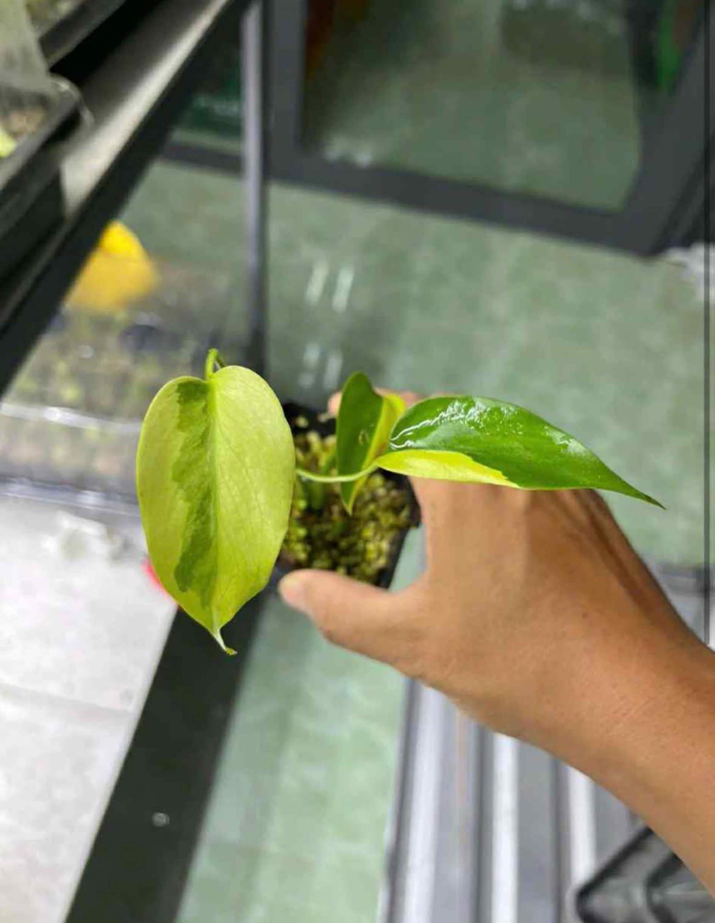 Monstera Deliciosa Lemon Lime Tissue Culture - High Variegation - Etsy