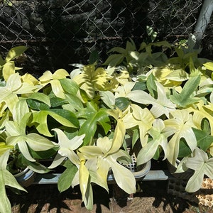 Philodendron Florida Ghost 5&quot; pot - selected well variegated