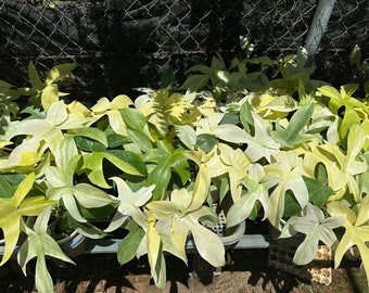 Philodendron Florida Ghost 5" pot - selected well variegated