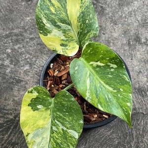Exact "Miracle Tricolor" Monstera Variegated Thai Constellation, Rare Variegated Form