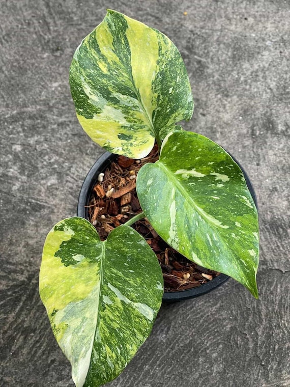 Exact "Miracle Tricolor" Monstera Variegated Thai Constellation, Rare Variegated Form