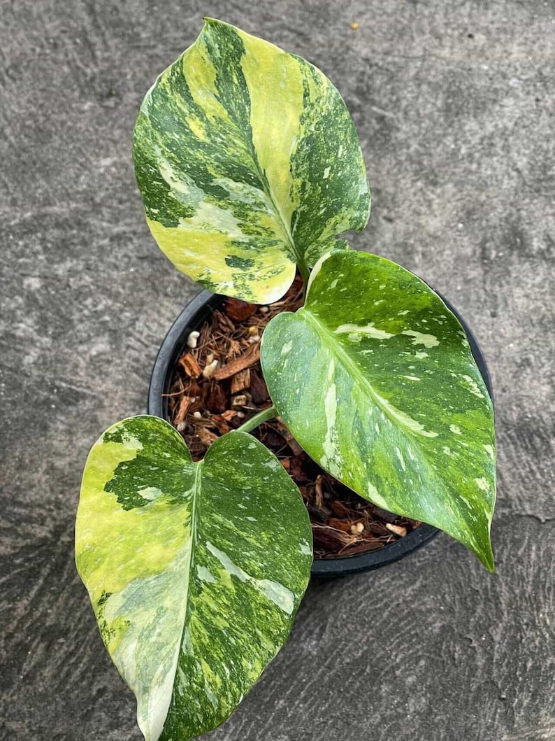 May include: A potted houseplant with large, variegated leaves. The leaves display a mix of green, yellow, and white patterns. The plant is in a black pot, and the soil is covered with wood chips. The plant is a vibrant addition to any indoor space.