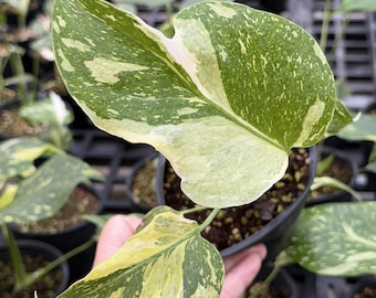 Tricolor Monstera Deliciosa Electrolight, 4" pot, Rare Plant