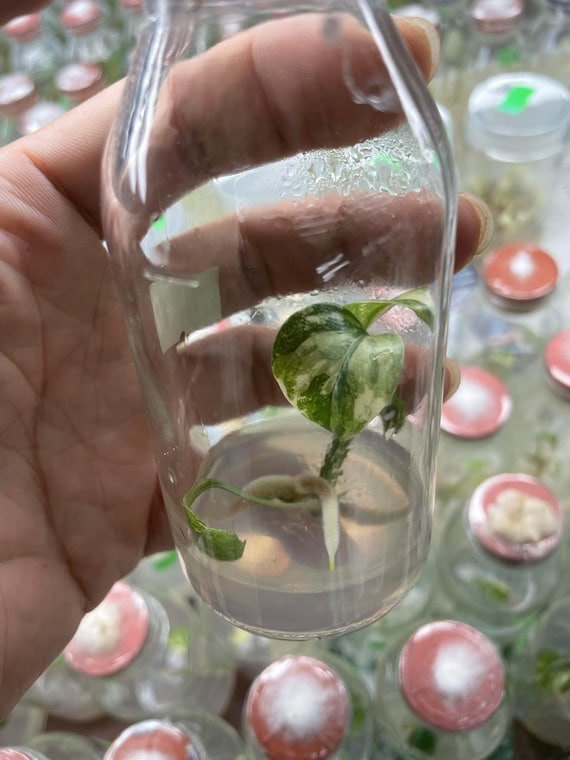 【１】モンステラ　クリームブリュレ　組織培養 組織培養】モンステラ・デリシオーサ 'タイコンステレーション