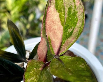 Zamioculcas Zamiifolia Raven Black Pink Orange Variegated
