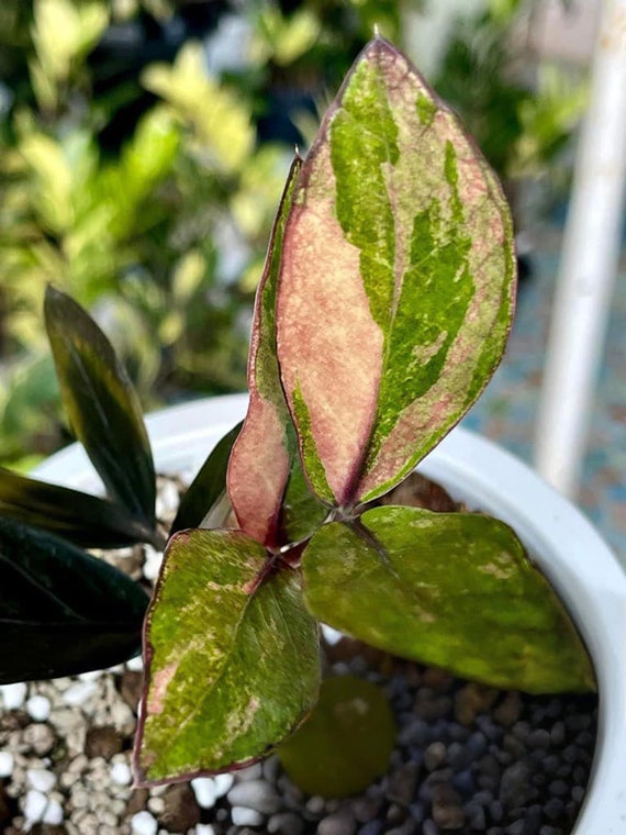 在庫なし。黒いザミオクルカス　斑入り 園芸ネット本店｜ザミオクルカス：ザミーフォリア（斑入り） 4号25-01