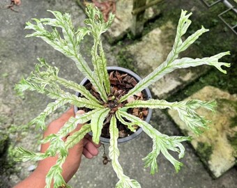 Asplenium Japan variegated, Asplenium Makino Japan, 4" pot