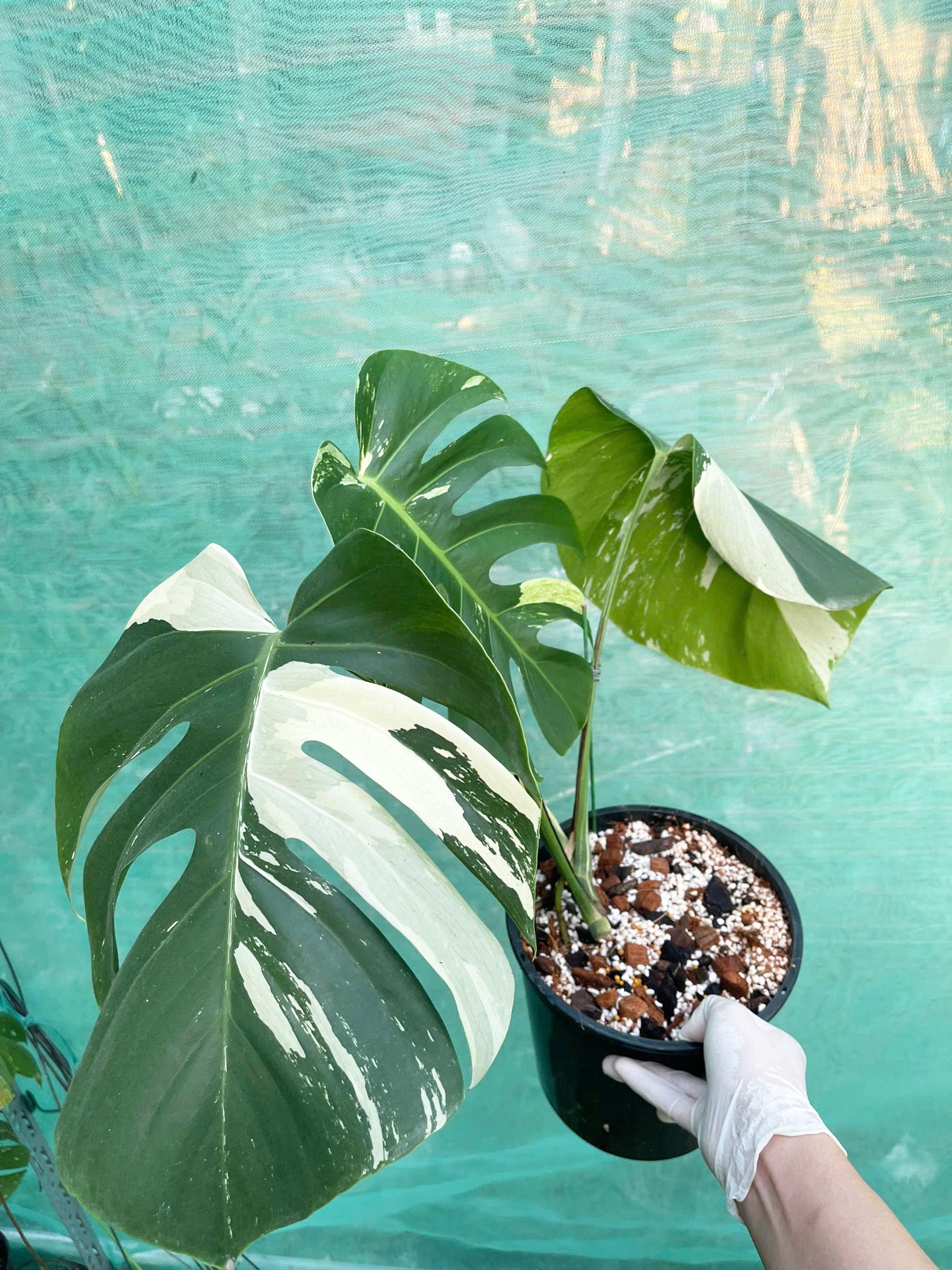 Monstera Mint Deliciosa Exact Plant, Mint Monstera