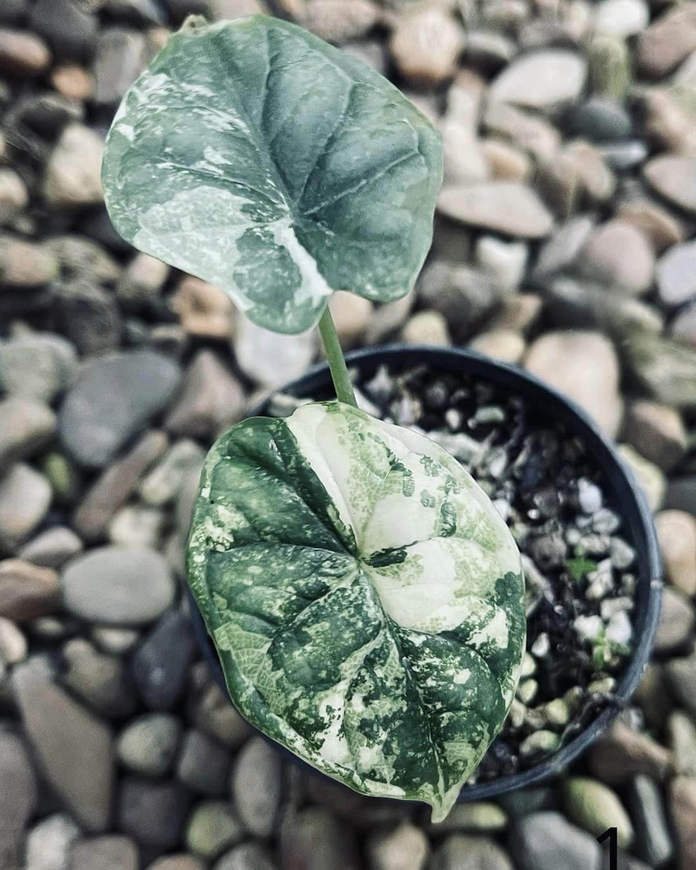 Variegated alocasia maharani - Etsy 日本