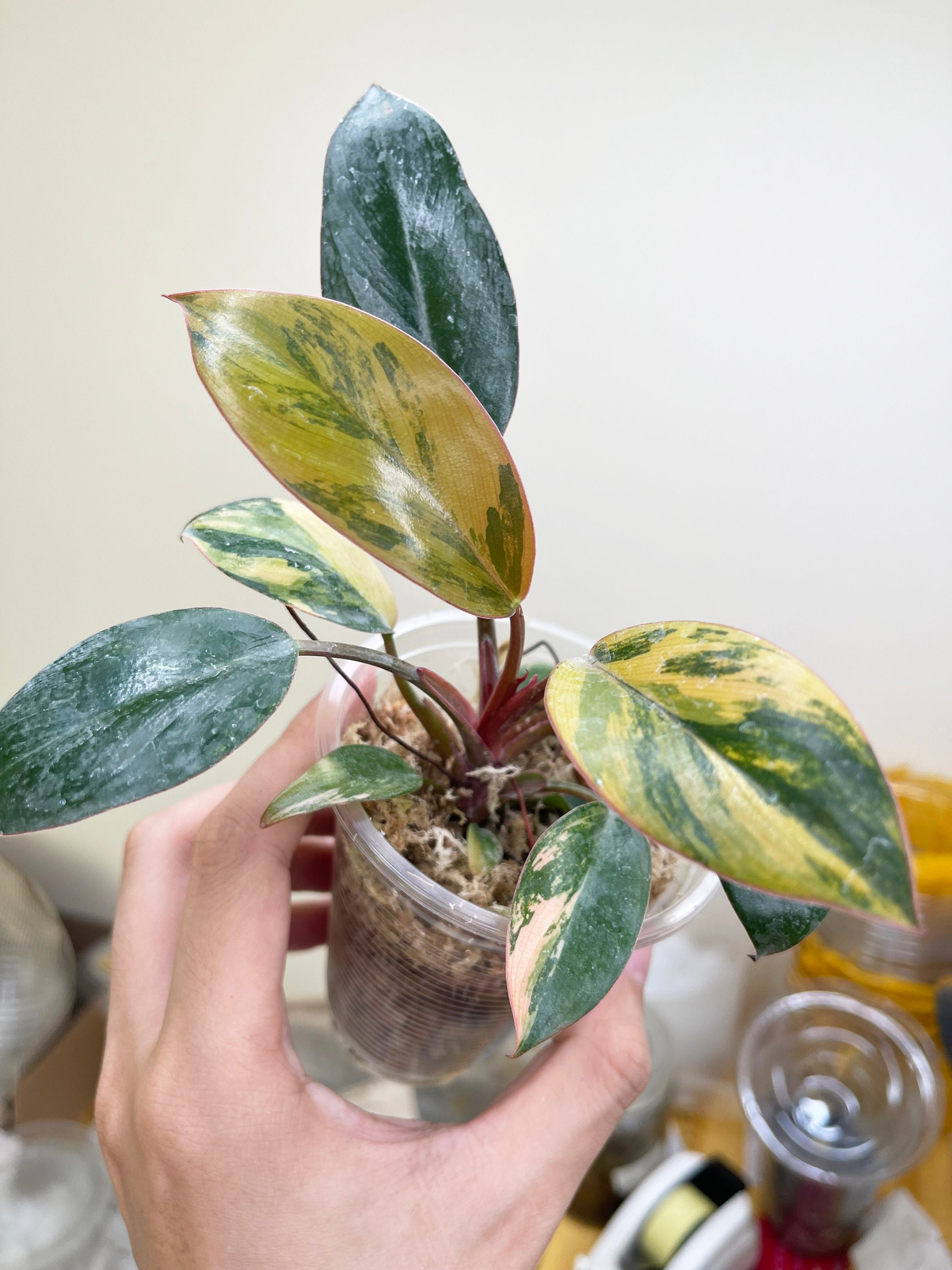 フィロデンドロン レッドコンゴ 斑入り 植物 斑入り 4インチポット