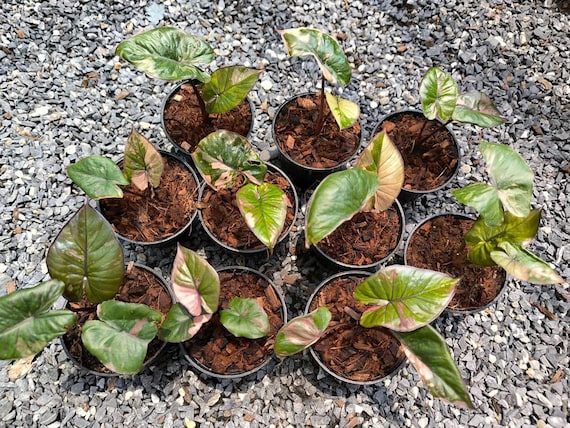 Variegated Alocasia Serendipity Plant | Pink Variegation, 6 Inch