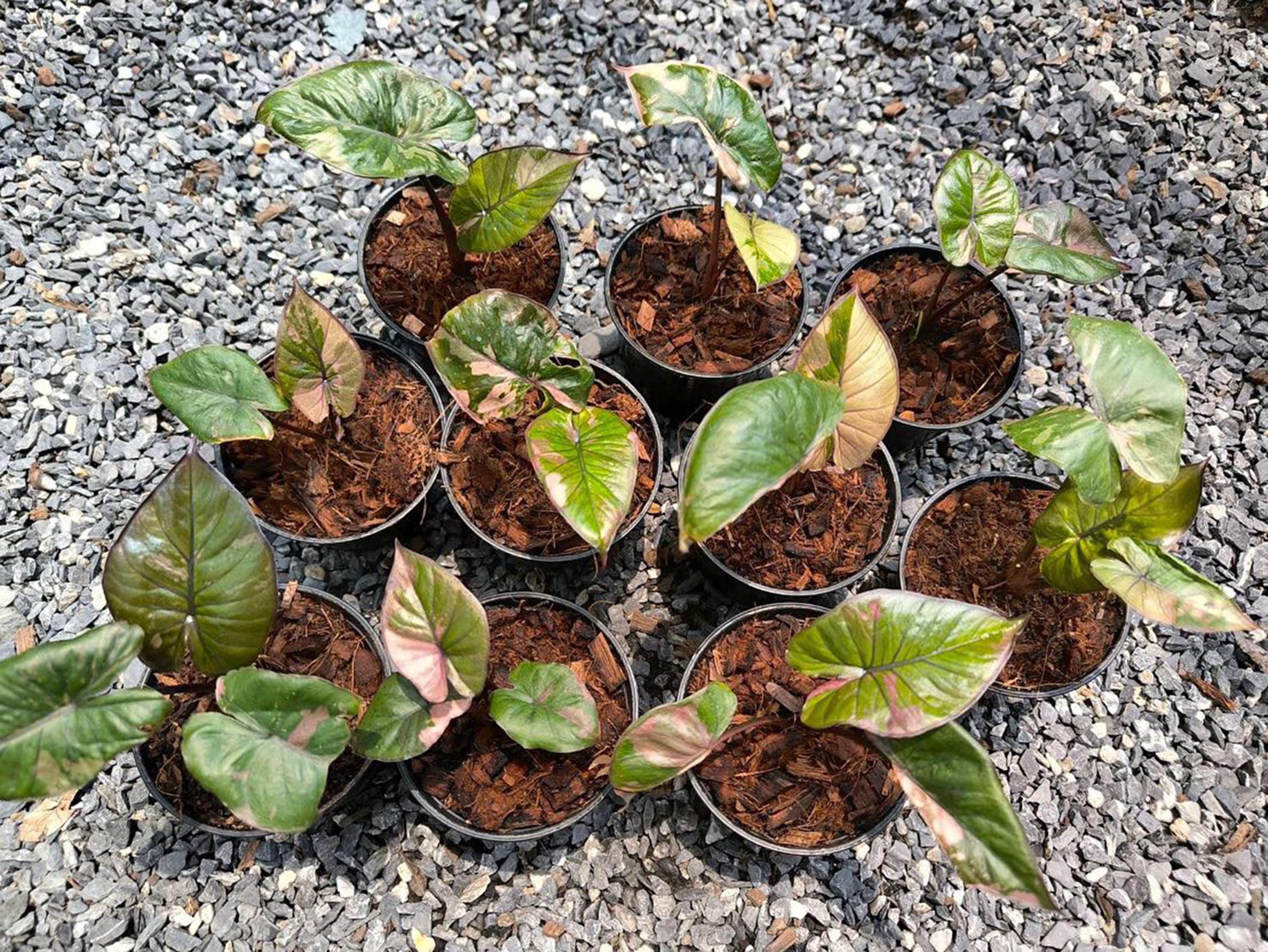 Variegated Alocasia Serendipity Plant | Pink Variegation, 6 Inch