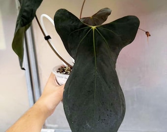 Anthurium Sp. nov. DF x RL (Ralph Lynam) clone, Rare 6" pot