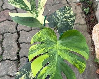 Monstera Deliciosa 'pom Pom' | Variegated Swiss Cheese Plant - Etsy