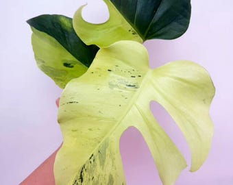 Monstera Deliciosa “light Lime” – Rare Variegated, Well