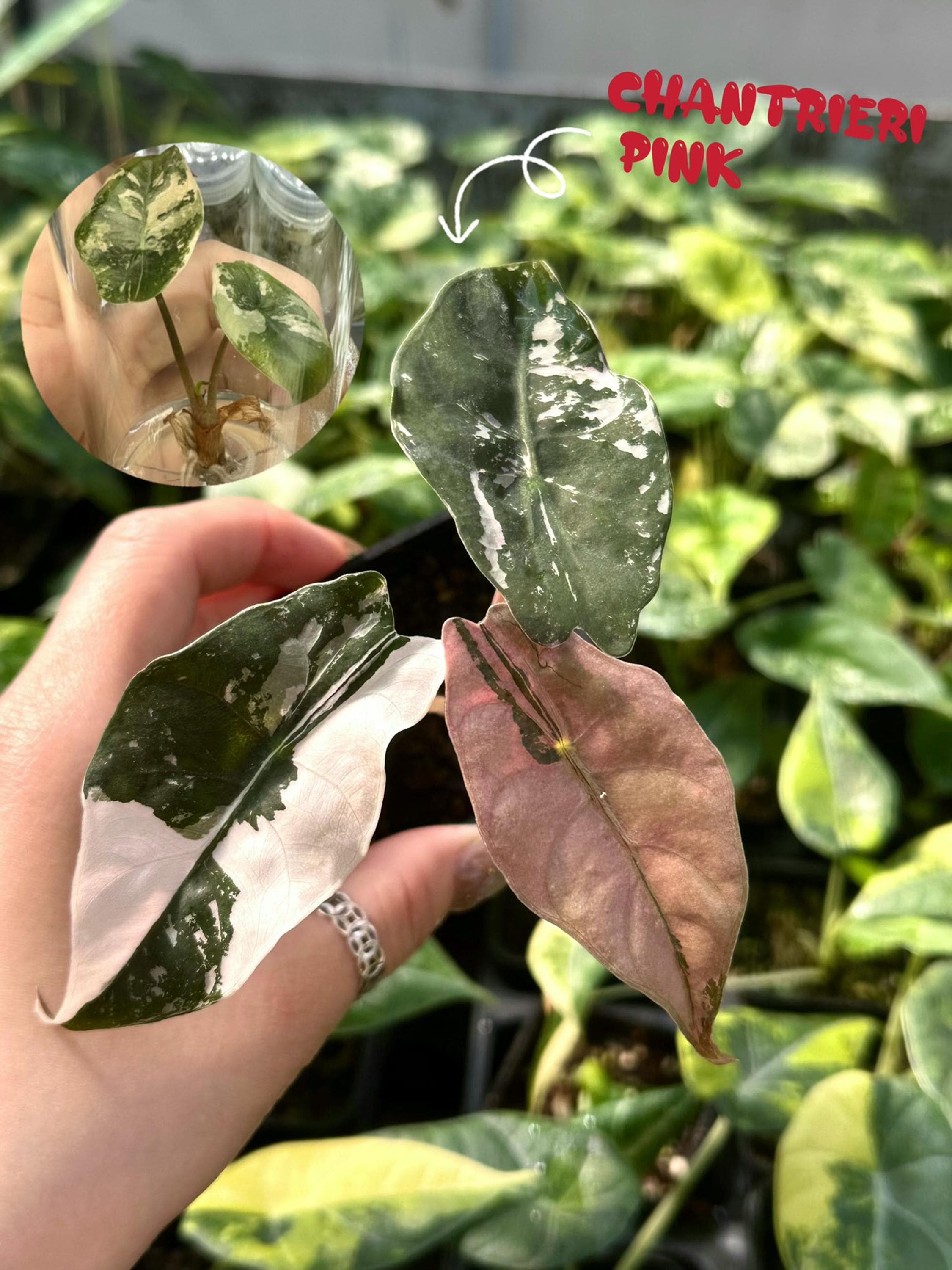 斑入りピンクアロカシア・シャントリエリ - 組織培養植物 - Etsy 日本