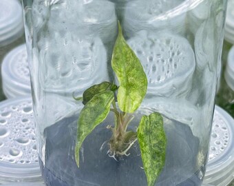Variegated Alocasia Amazonica Splash Tissue Culture Plant - Etsy