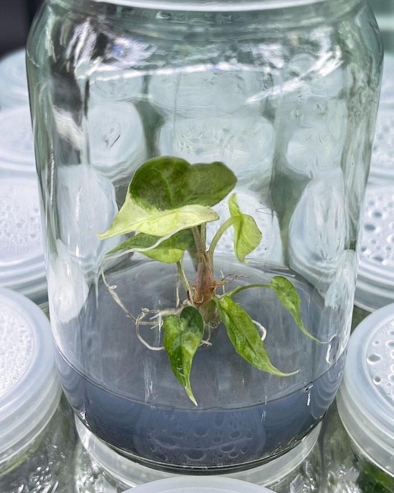 Variegated Alocasia Amazonica Splash Tissue Culture Plant - Etsy