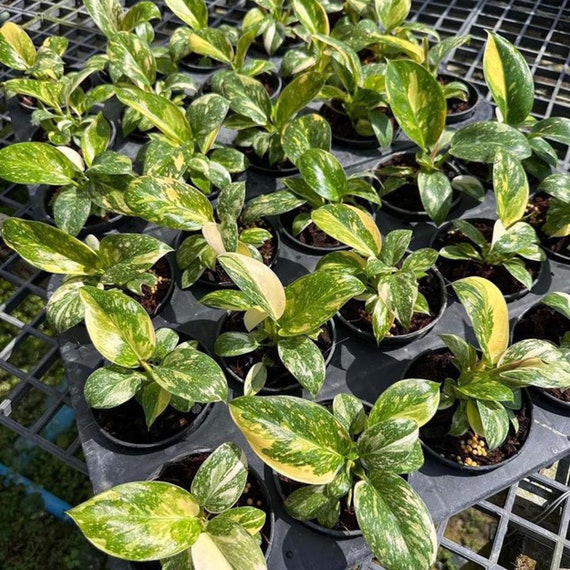 gardenia jasmine plant Gardenia jasminoides Kleim's Hardy Cape Jasmine  The Plant Firm