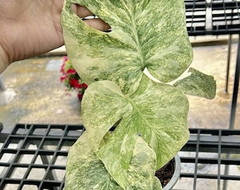 Variegated Legacy Monstera Deliciosa | 6