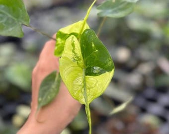 斑入りアロカシア・スティングレイ | 4インチ鉢植え熱帯観葉植物