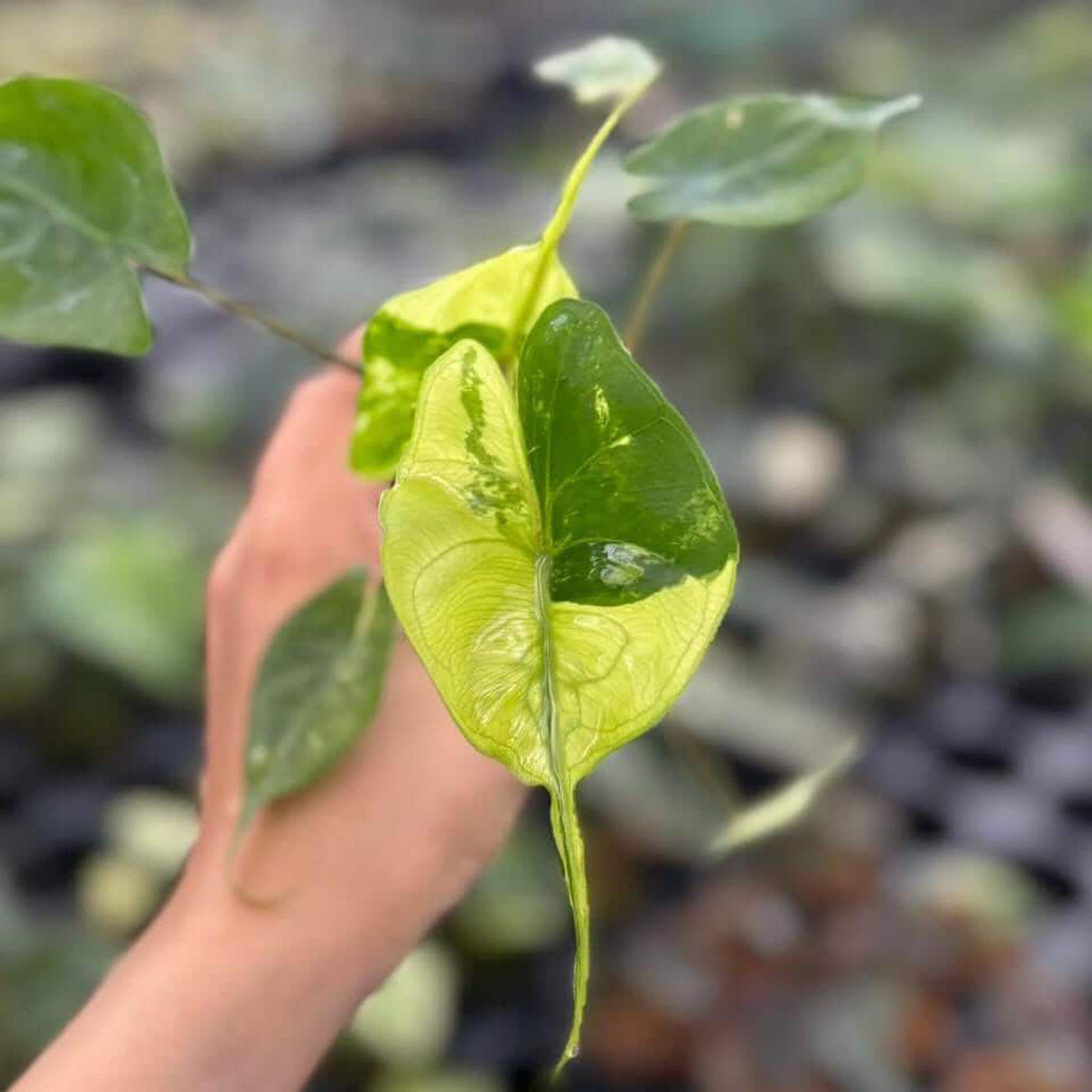 斑入りアロカシア・スティングレイ | 4インチ鉢植え熱帯観葉植物