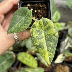 Variegated alocasia maharani - Etsy 日本