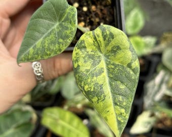 Alocasia Shattered Glass / Boyceana *corm* - Etsy