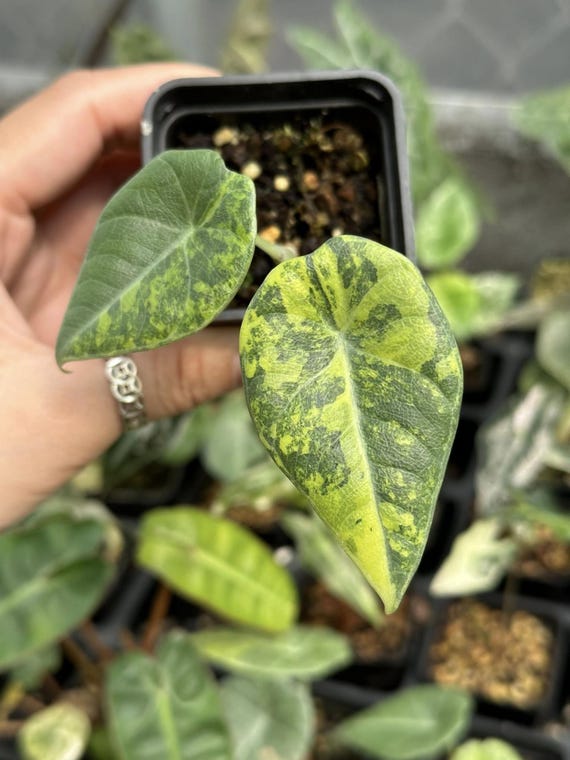 Variegated Alocasia Maharani – Gold Lime Tissue Culture, Rare