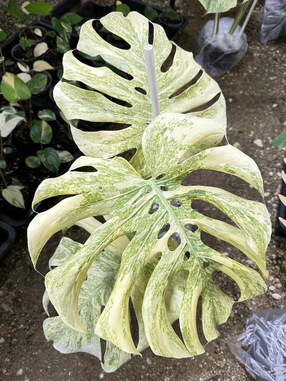 Variegated Legacy Monstera Deliciosa | 6