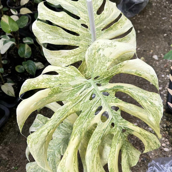 Variegated Legacy Monstera Deliciosa | 6" Potted Plant