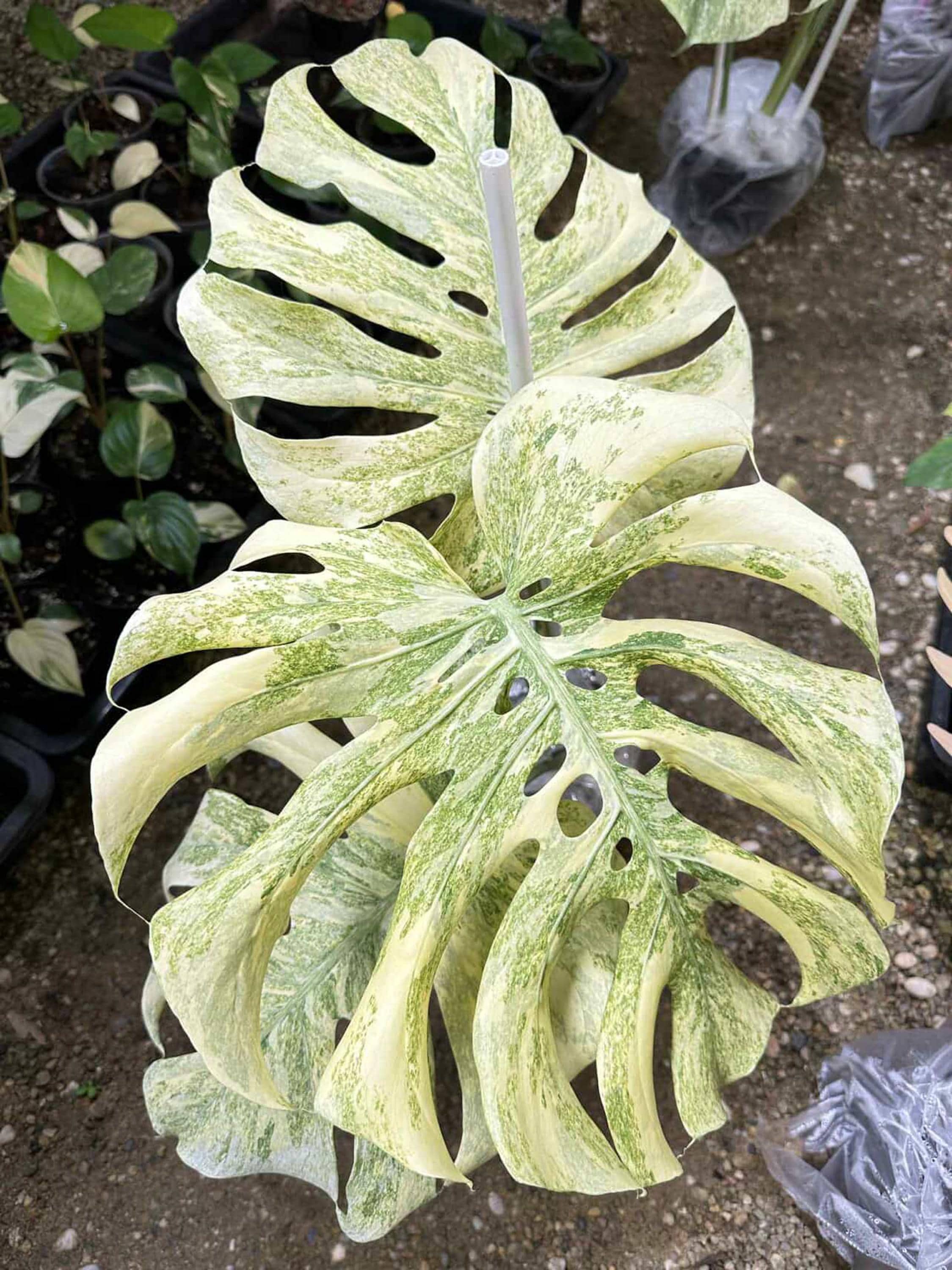 Variegated Legacy Monstera Deliciosa | 6