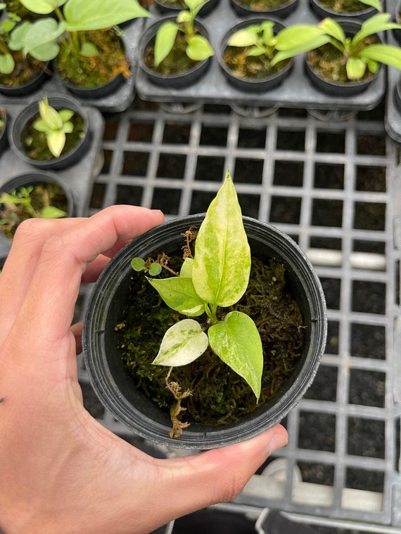 アンスリウム ヴィッタリフォリウム 斑入り 4インチ鉢植え - 栽培者の