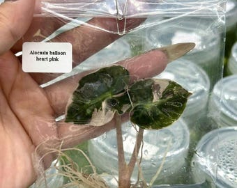 斑入りピンクアロカシア ハートバルーン - 組織培養植物 - Etsy 日本