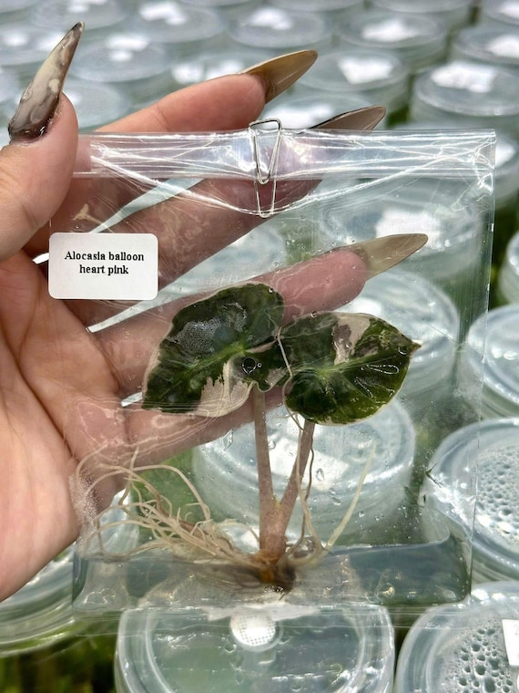 斑入りピンクアロカシア ハートバルーン - 組織培養植物 - Etsy 日本
