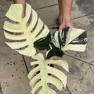 Mint Monstera Deliciosa plant, Full Mint Monstera Variegated, 2-3 leaves