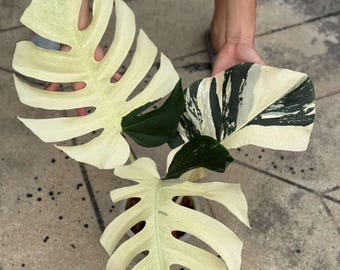 Muntbonte Monstera Deliciosa-plant, 6" pot