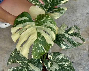斑入りモンステラ ホワイトスノー | 6インチ鉢植え - Etsy 日本