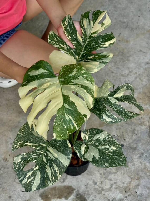 ワタル　モンステラ50 斑入　ホワイトスノー　デリシオーサ　葉付き発根済 ワタル様専用 モンステラ50 斑入 ホワイトスノー デリシオーサ