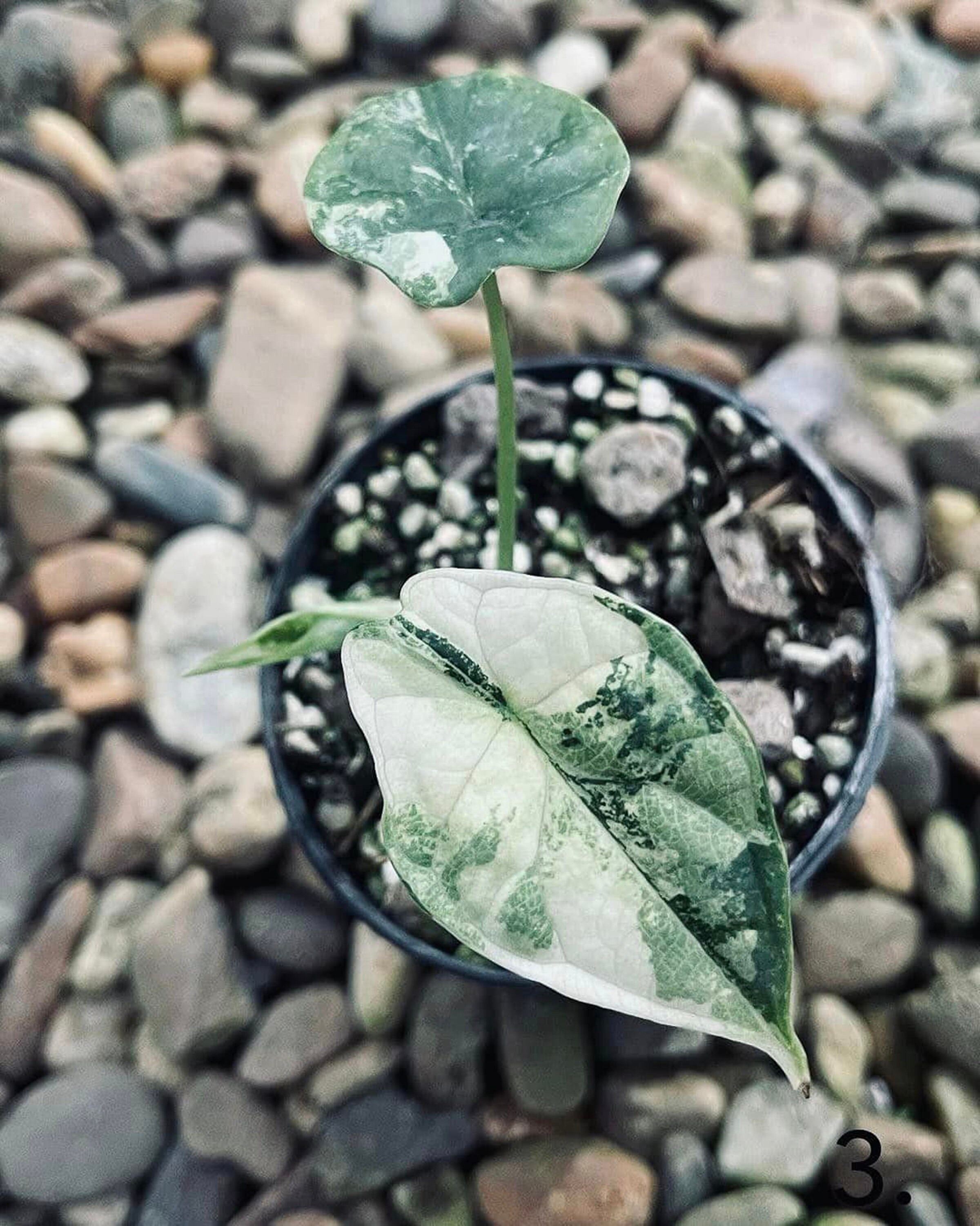 Alocasia Dragon Scale Variegated 4
