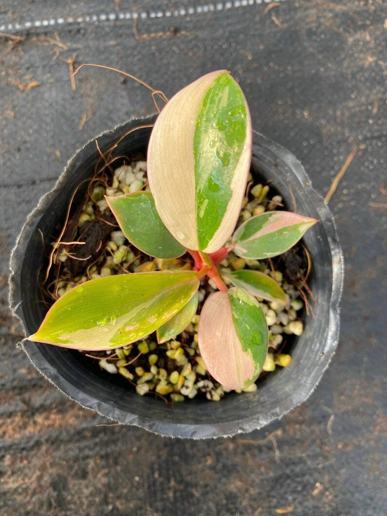 USCustomVN Philodendron Red Congo - Thumbnail 2