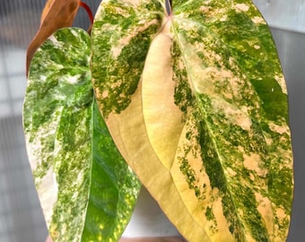 Anthurium papillilaminum var x AOS - Planta rara en maceta de 6"