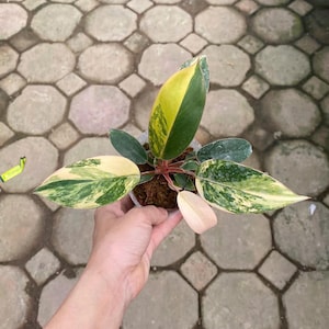 Philodendron violin - Etsy 日本