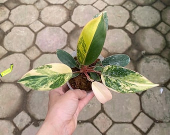斑入りフィロデンドロン レッドコンゴ、3インチ鉢植え - Etsy 日本