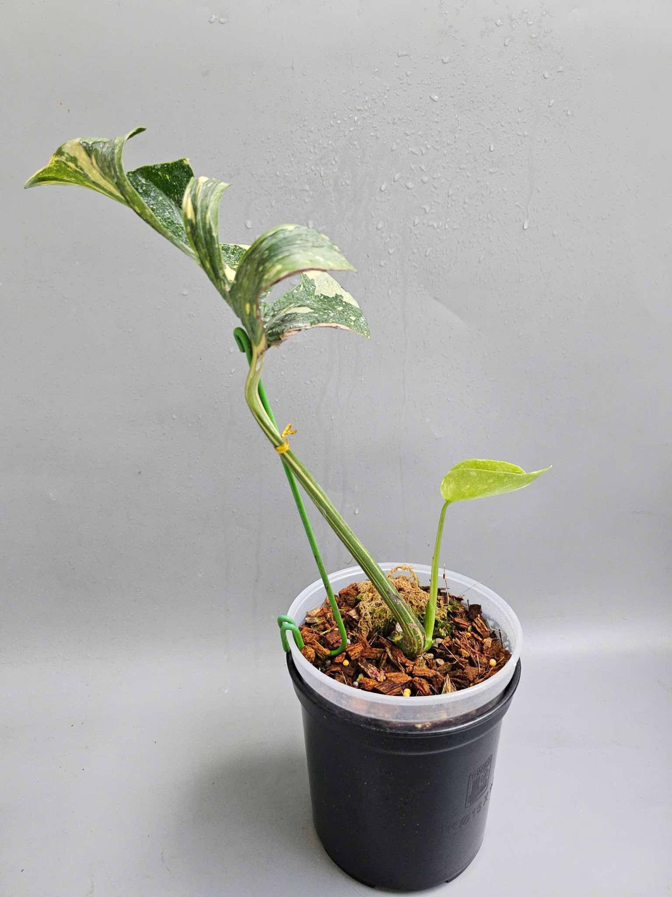 モンステラメデューサ斑入り、斑入り - Etsy 日本