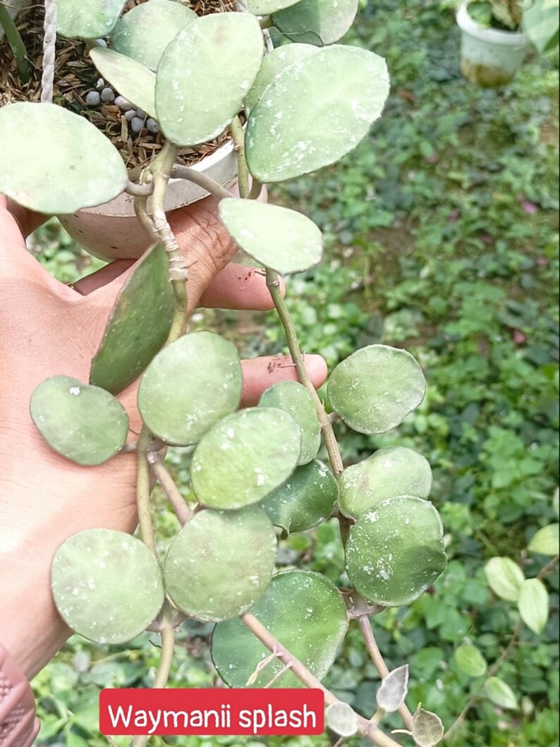 Hoya Waymaniae Splash Waymanii - Etsy