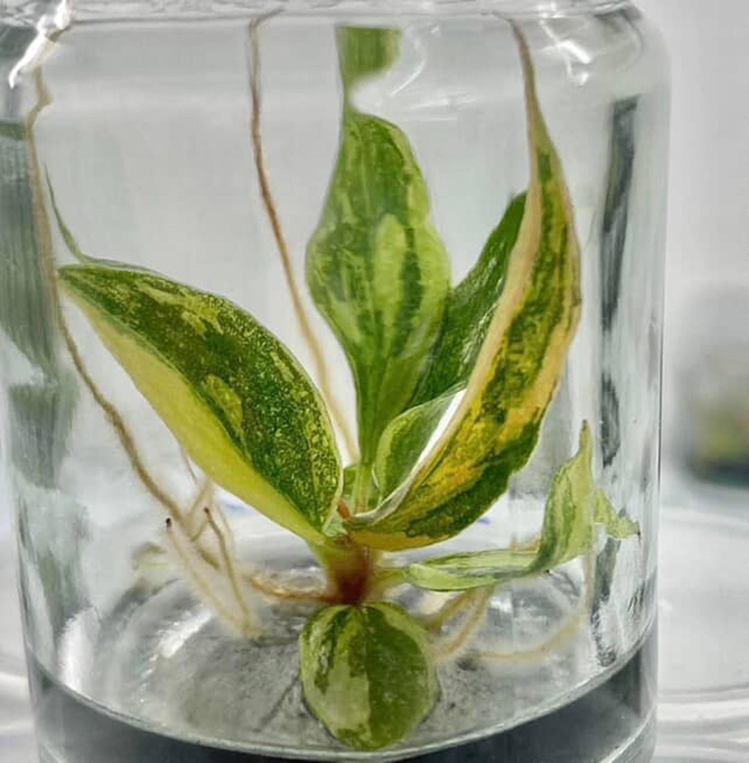 Variegated Philodendron Caramel Marble Fire Tiger Tissue Culture