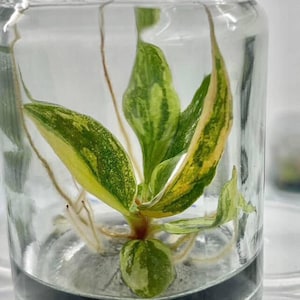 Könnte beinhalten: Eine kleine Pflanze mit grün-gelb panaschierten Blättern befindet sich in einem durchsichtigen Glas. Die Pflanze hat sichtbare Wurzeln und ist von Wasser umgeben. Das Glas ist zylindrisch und steht auf einer hellen Oberfläche.