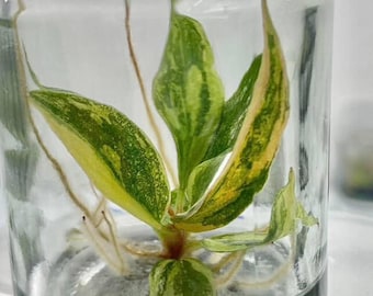Variegated Philodendron Caramel Marble Fire Tiger Tissue Culture Plant
